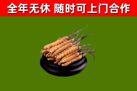 巍山县回收冬虫夏草